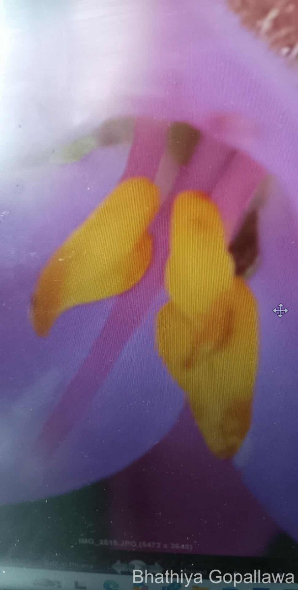 Sonerila firma (Thwaites ex C.B.Clarke) Lundin